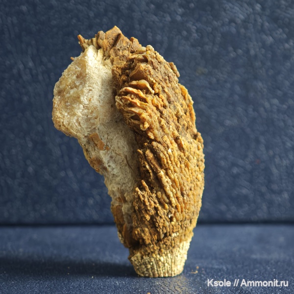 кораллы, одиночные кораллы, гжельский карбон