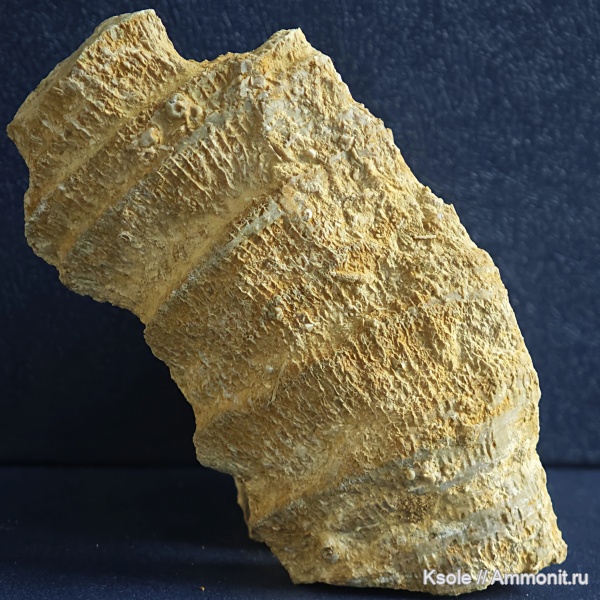 кораллы, гжельский карбон, коралл Ругоза