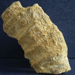 Коралл Ругоза