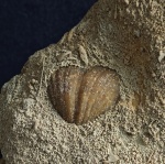 Брахиопода