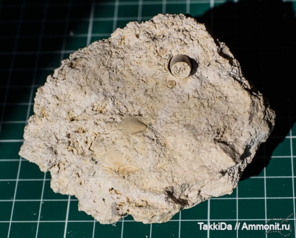 карбон, Домодедово