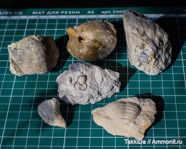 брахиоподы, карбон, Домодедово, мячковский горизонт