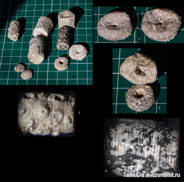 карбон, Домодедово, криноидеи