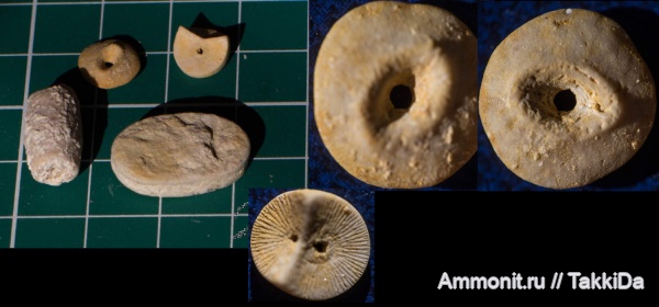 карбон, Домодедово, криноидеи
