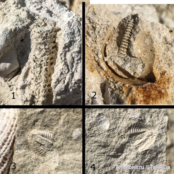 трилобиты, карбон, Домодедово