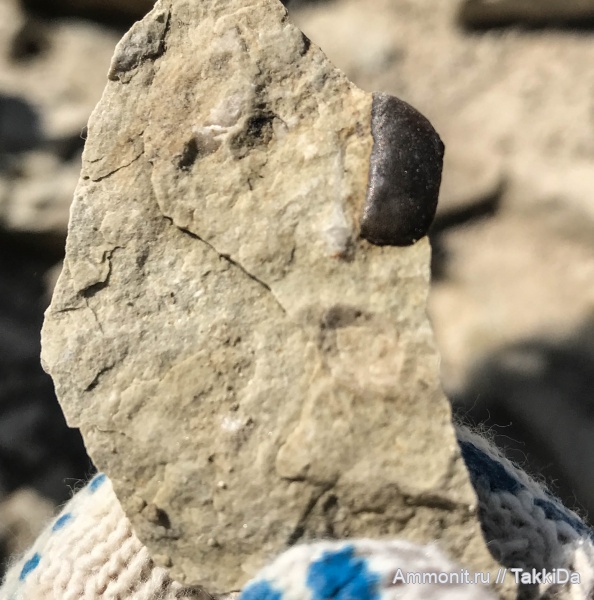 карбон, Домодедово, рыбы