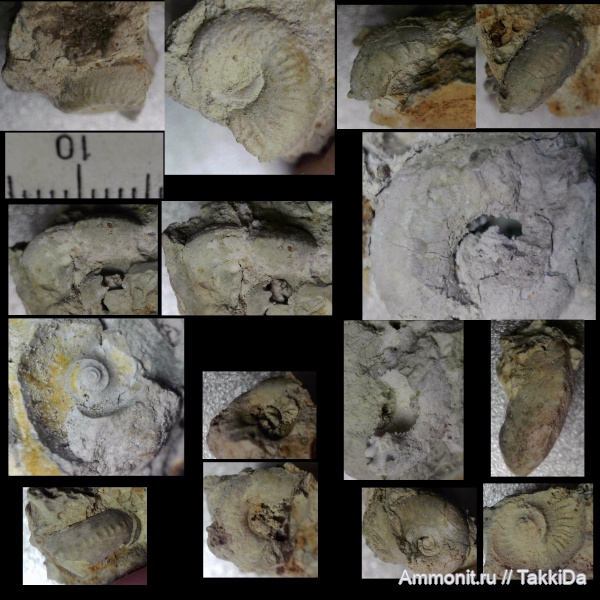 аммониты, юра, Домодедово