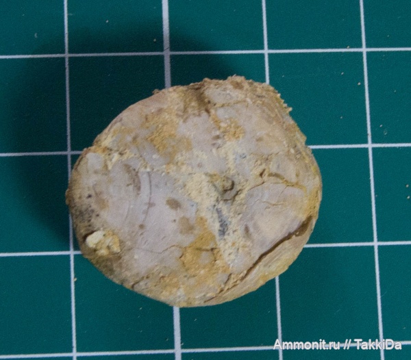 карбон, Гжель, 55й км