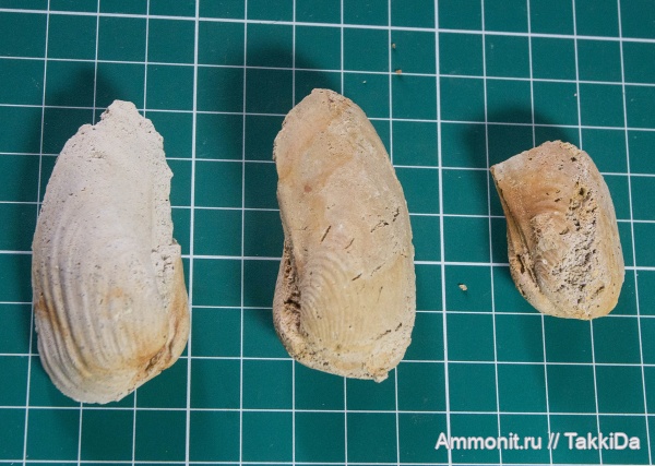 карбон, Гжель, гжельский ярус, глиняный карьер