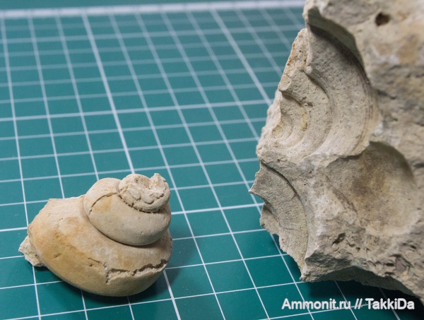 карбон, Гжель, гжельский ярус, глиняный карьер