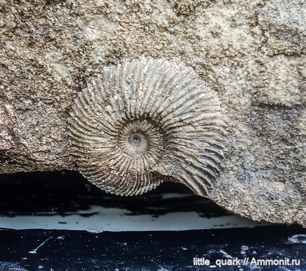 аммониты, юра, мезозой, келловей, Pseudocadoceras, Pseudocadoceras mundum