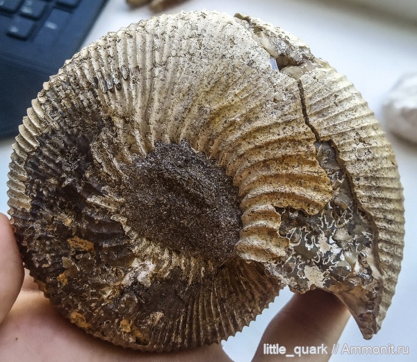 аммониты, юра, бат, Kepplerites, Мордовия, Kepplerites aigii