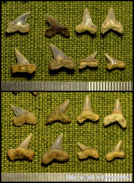 рыбы, акулы, верхний мел, зубы акул, кампан, Мордовия, хрящевые