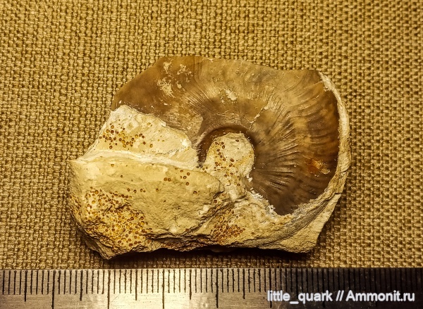 аммониты, юра, келловей, Мордовия, зона elatmae