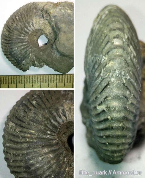 аммониты, юра, келловей, Cadoceras, Мордовия