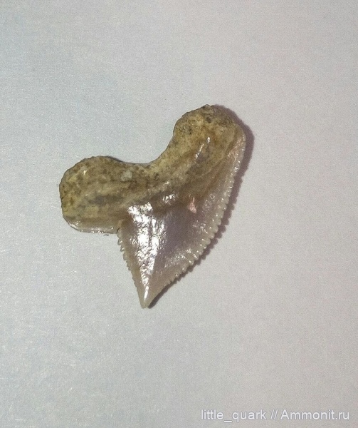 акулы, Squalicorax, зубы акул, kaupi