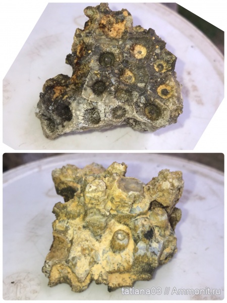 кораллы, палеозой