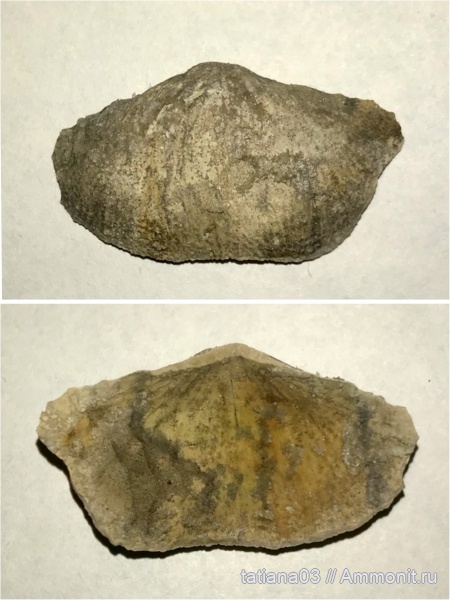 брахиоподы, палеозой