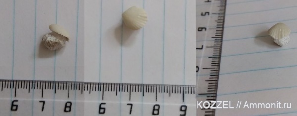 Беспозвоночные