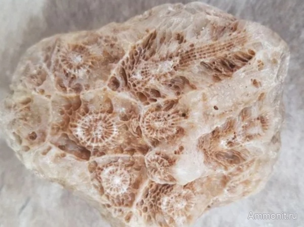 карбон, кораллы, каменноугольный период, Actinocyathus