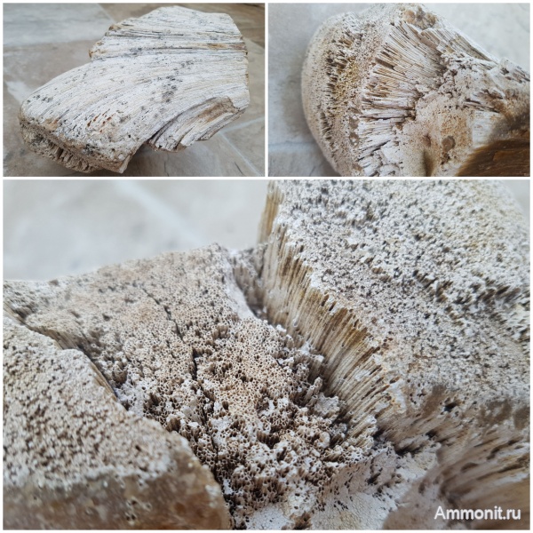 карбон, губки, Chaetetes, каменноугольный период