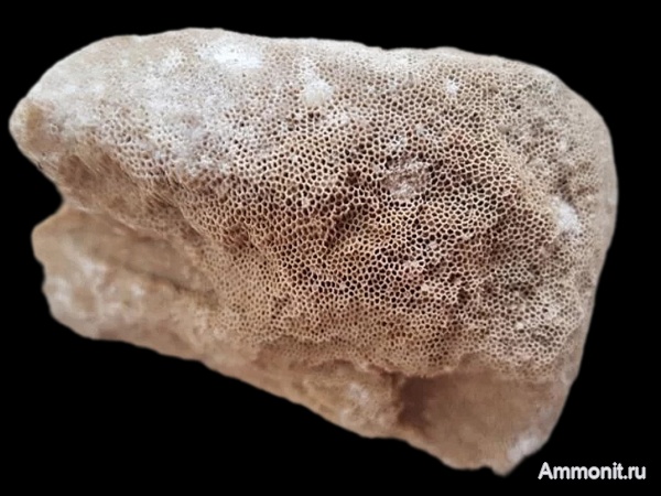 карбон, губки, Chaetetes, каменноугольный период