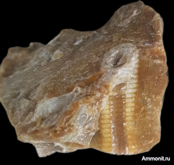 морские лилии, карбон, криноидеи, каменноугольный период, стебли