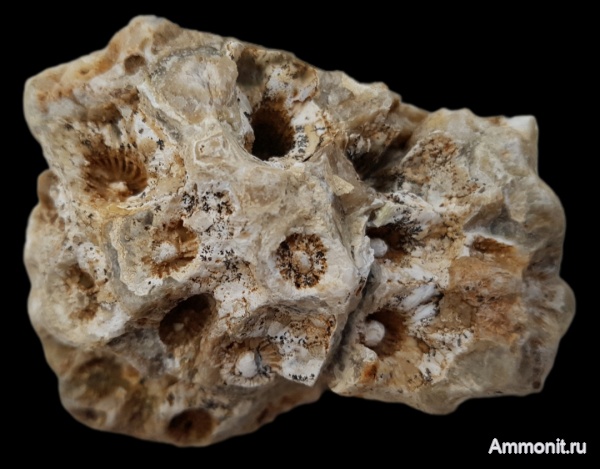 карбон, кораллы, каменноугольный период, Actinocyathus