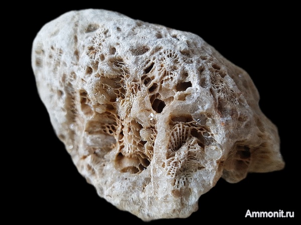 карбон, кораллы, каменноугольный период, Actinocyathus