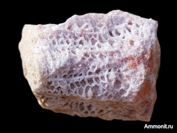 карбон, кораллы, каменноугольный период