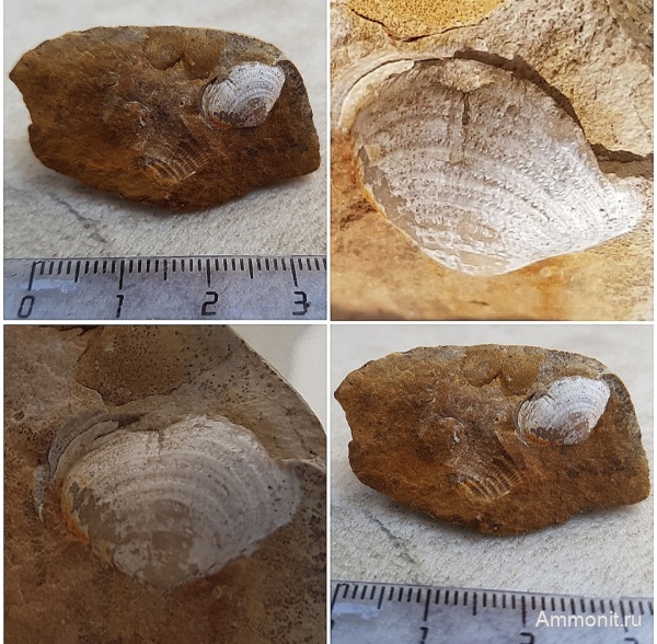 брахиоподы, карбон, каменноугольный период