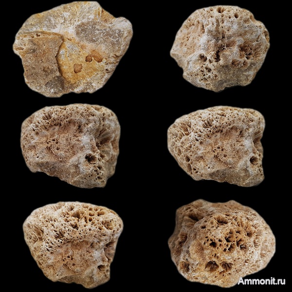 карбон, губки, хететес, Chaetetes, каменноугольный период