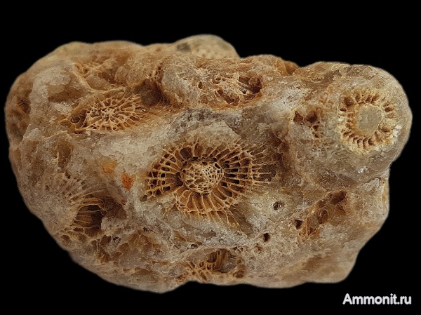 карбон, кораллы, каменноугольный период, Actinocyathus