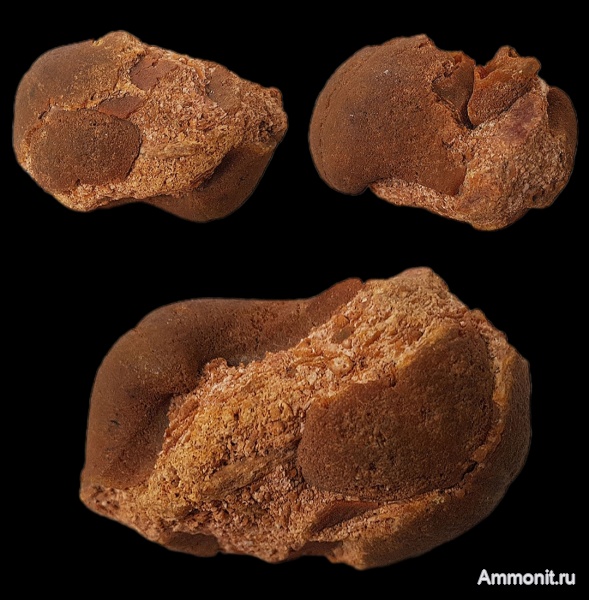 брахиоподы, карбон, Choristites, каменноугольный период, Choristites mosquensis, створки