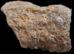 Коралл каменноугольного периода Petalaxis sp.