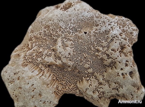 карбон, губки, хететес, Chaetetes, каменноугольный период