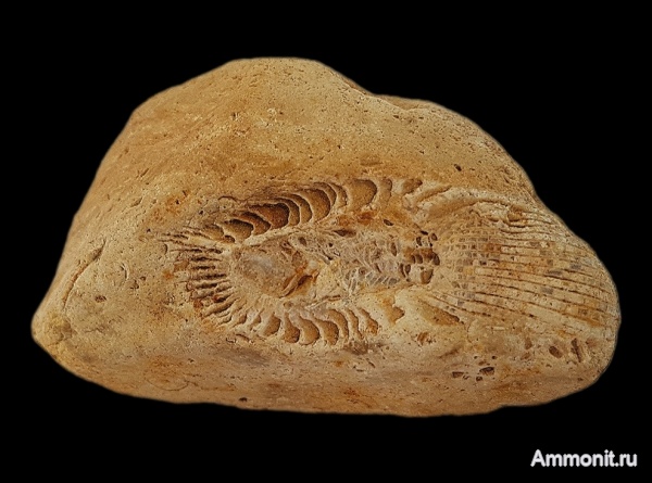 карбон, кораллы, каменноугольный период, Подмосковье