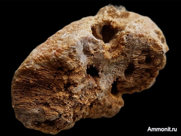 карбон, губки, хететес, Chaetetes, каменноугольный период