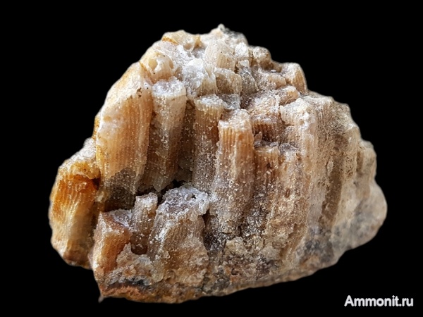 карбон, кораллы, каменноугольный период, Подмосковье, Petalaxis