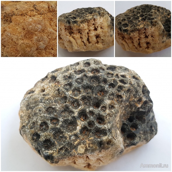 карбон, кораллы, каменноугольный период, Actinocyathus