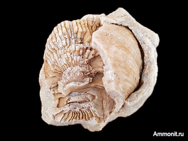 брахиоподы, карбон, кораллы, каменноугольный период, створки