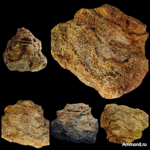 карбон, губки, хететес, Chaetetes, каменноугольный период