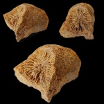 Коралл каменноугольного периода Bothrophyllum sp.