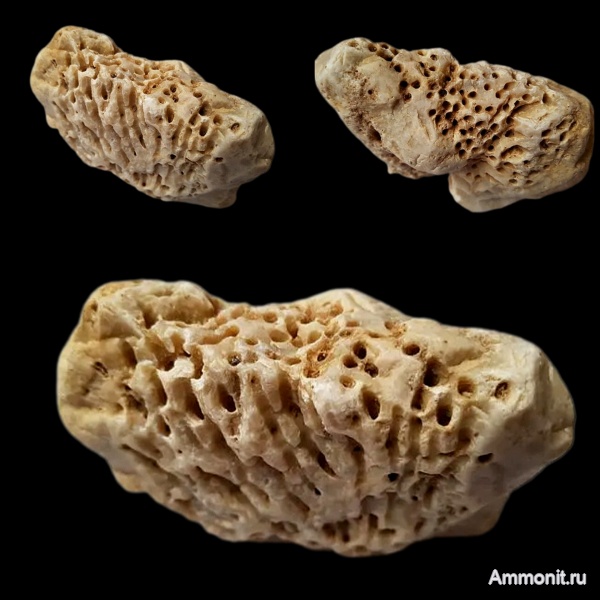 карбон, кораллы, каменноугольный период, Syringopora