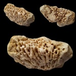 Коралл Syringopora sp.