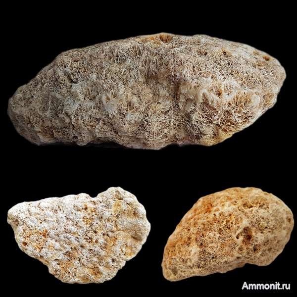 карбон, кораллы, каменноугольный период, Подмосковье, Ivanovia