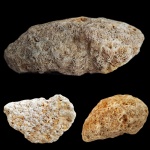 Коралл каменноугольного периода Ivanovia sp.