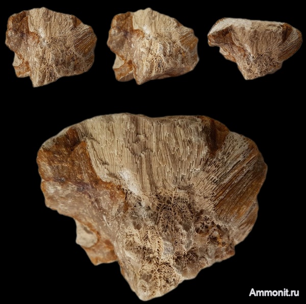 карбон, кораллы, губки, Chaetetes, каменноугольный период, Petalaxis, обрастание