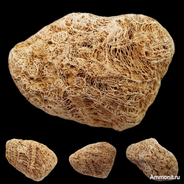 карбон, кораллы, каменноугольный период, Подмосковье, Ivanovia