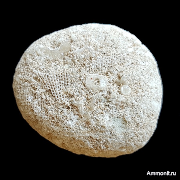 морские лилии, карбон, мшанки, криноидеи, каменноугольный период, Polypora